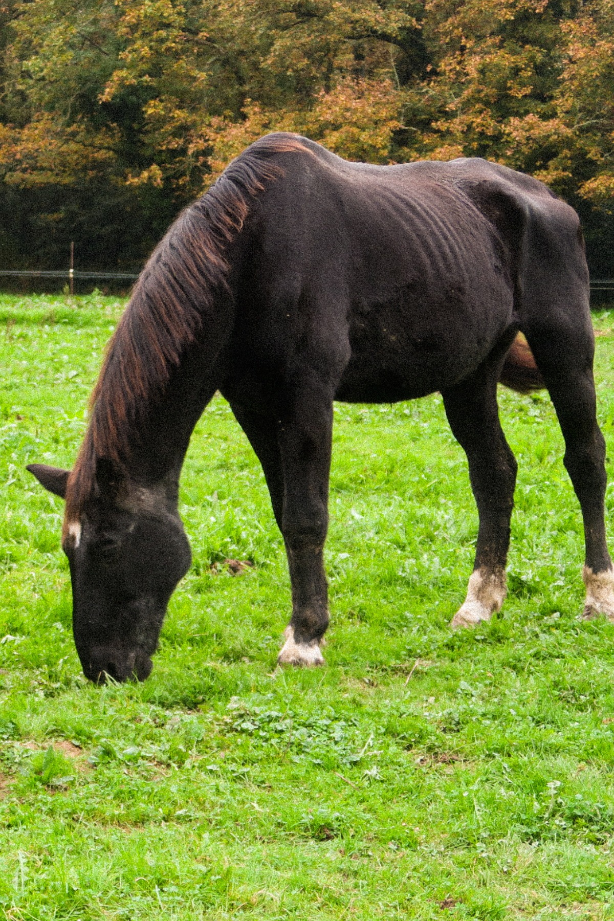 Photo du cheval Jericho