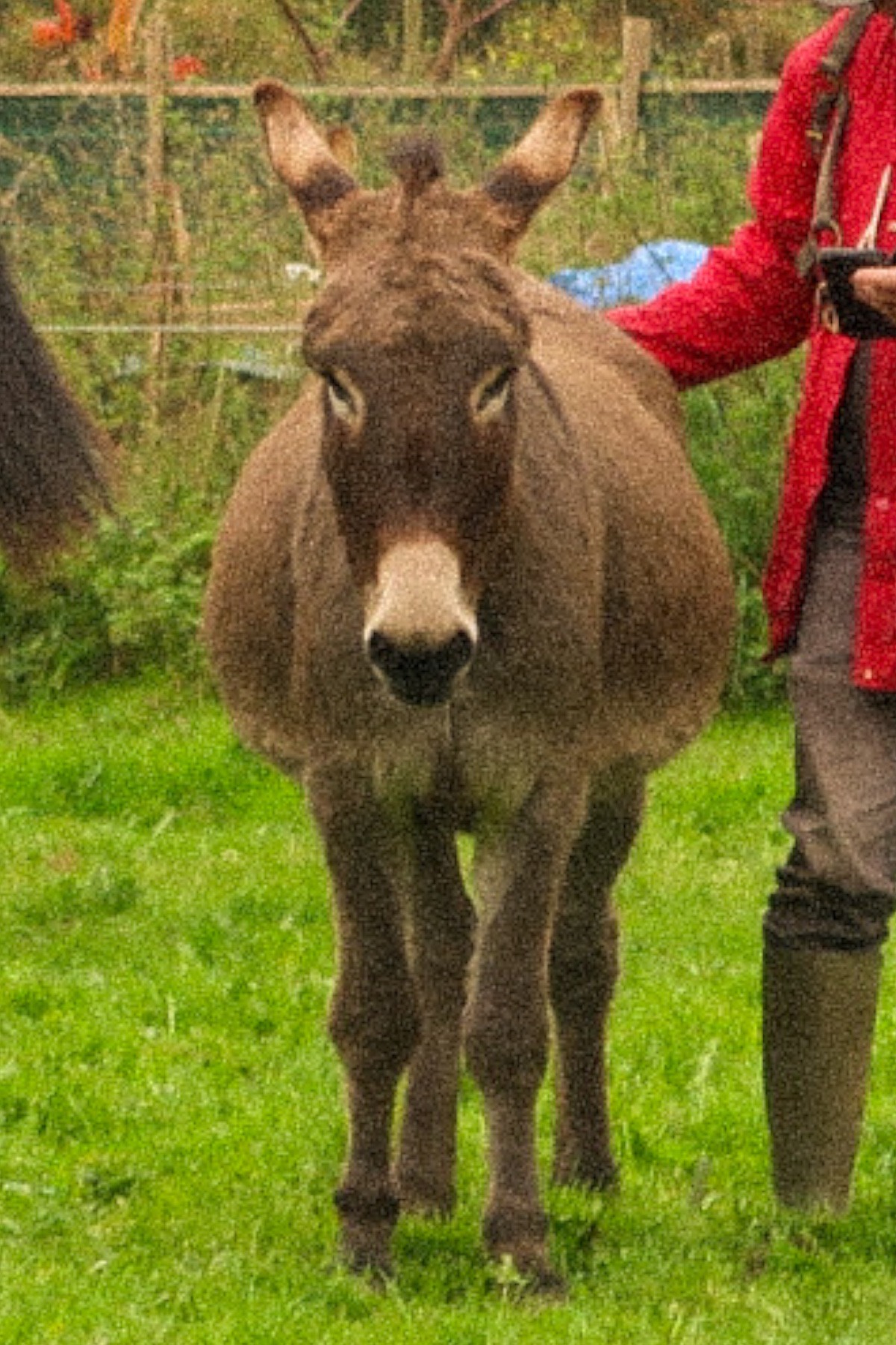 Photo de l'âne Khanou