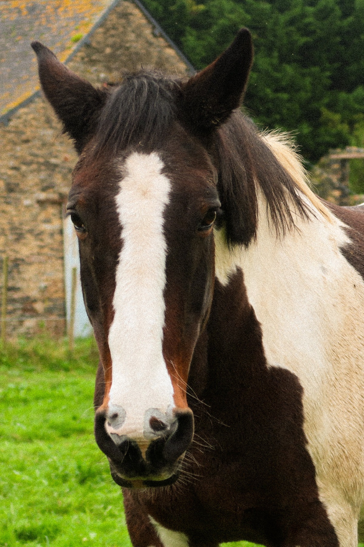 Photo de la jument Luna