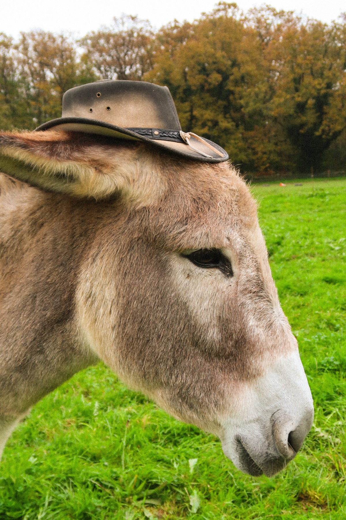 Photo de l'ânesse Mira