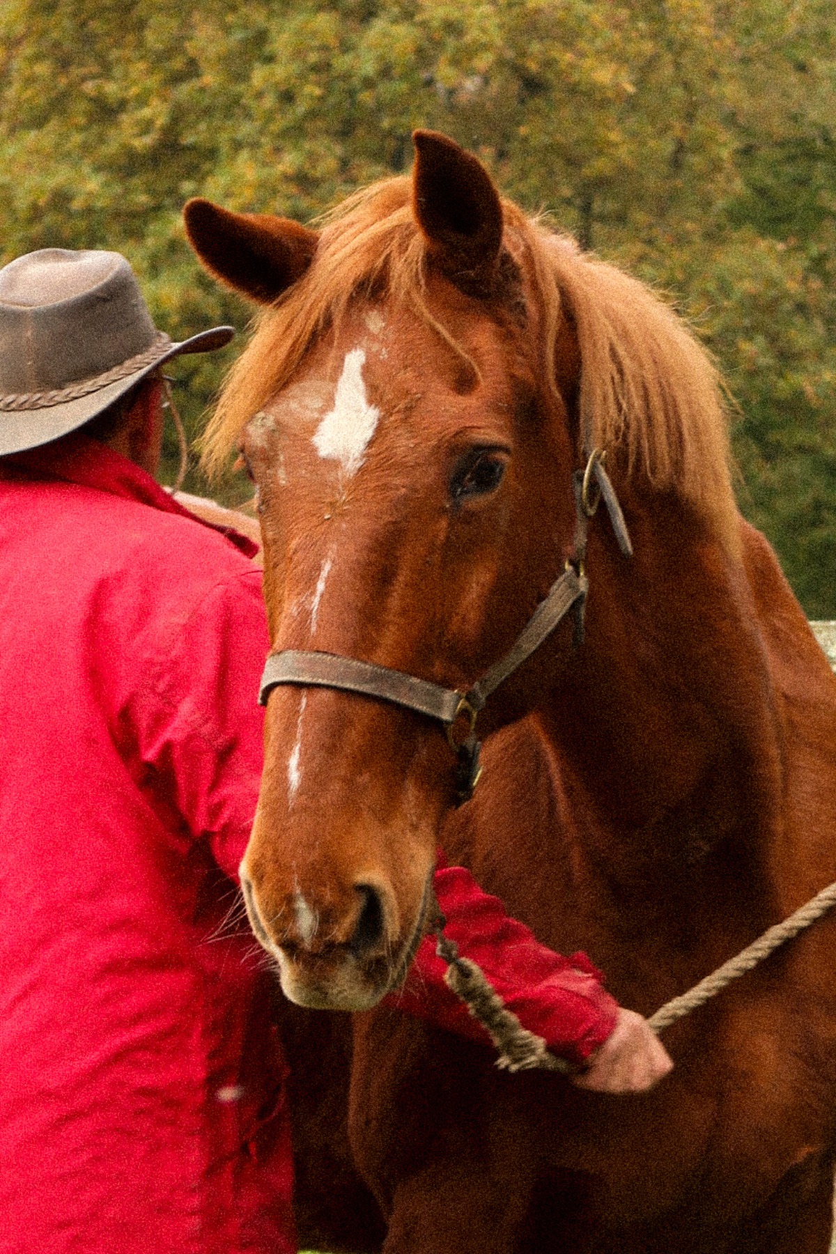 Photo du cheval Vegas